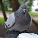 ���� Olga, ������, 60 ��� - ��������� 18 ������� 2014 � ������ ���� ����������