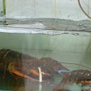 ���� ����, ��������, 62 ���� - ��������� 2 ����� 2014 � ������ ������ � ������� 2014.�