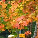 ���� ����, �����-���������, 58 ��� - ��������� 8 ������� 2013 � ������ �����������