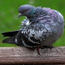 ���� �������, ������, 61 ��� - ��������� 11 ������ 2013 � ������ ���� ����������