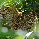 ���� �������, ���� - ��������� 13 ������ 2013 � ������ �Leo�