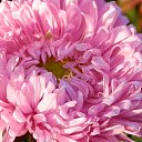 ���� �������� ��������, �����-��������, 51 ��� - ��������� 20 �������� 2013 � ������ ������...�