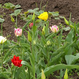 ���� �������, ������, 83 ���� - ��������� 4 ����� 2014