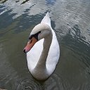 ���� �������, �����������, 74 ���� - ��������� 7 ������� 2013 � ������ ���� ����������