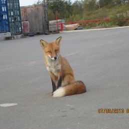 ���� ��������, ����-���������, 70 ��� - ��������� 28 ������ 2013