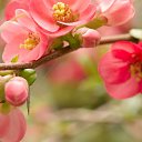  Viktoria Aleksandrina,  -  4  2014    