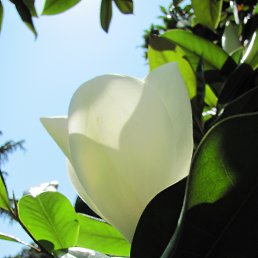 �����, ������