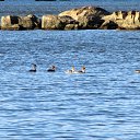 ���� ���������, ������������, 66 ��� - ��������� 7 ������ 2013 � ������ ���� ����