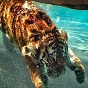 ���� ���, ���������, 23 ���� - ��������� 22 ������� 2013 � ������ ������ ��������