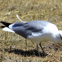 ���� �������, ������, 61 ��� - ��������� 11 ������ 2013 � ������ ���� ����������