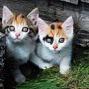 ���� ���, ������ - ��������� 25 �������� 2013 � ������ ���� ����������