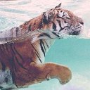 ���� ���, ���������, 23 ���� - ��������� 22 ������� 2013 � ������ ������ ��������