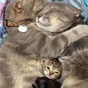 ���� ]{() � � -�]{ @, ������-��-���� - ��������� 15 ������ 2013 � ������ ���� ����������