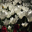  Vladimur,  -  27  2013