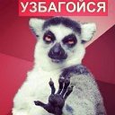 ���� ��������, ������, 33 ���� - ��������� 13 �������� 2013 � ������ ���� ����������