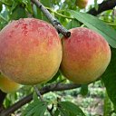 �������. �� ������� ���� ����.�