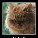 ���� ����, ������, 43 ���� - ��������� 10 ������ 2013 � ������ ���� ����������