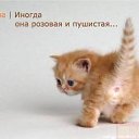 ���� ����, ������, 43 ���� - ��������� 10 ������ 2013 � ������ ���� ����������