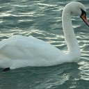 ���� ����, ���������, 65 ��� - ��������� 11 ������� 2013 � ������ ���� ����������