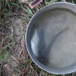 ���� ������, ������, 45 ���