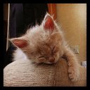  D.s., , 38  -  2  2013   12  2013, 