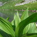 ������ ����� ����������� (������������ ������) �� ������� ���� ����������