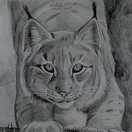 ����, ������, 36 ���