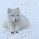 ���� �������, ��������, 65 ��� - ��������� 29 ������� 2013 � ������ ������� ������.�