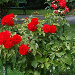 ������, �������, 58 ���