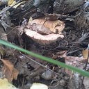 ���� �������, �����������, 32 ���� - ��������� 31 ������� 2013 � ������ ���� ����������