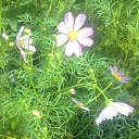  Masha, , 43  -  7  2013    