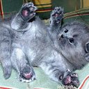 ���� �, �������, 42 ���� - ��������� 15 ������ 2014 � ������ ���� ����������