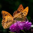  Loseff Yurij, , 63  -  30  2013    