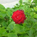 ���� �������, ������, 56 ��� - ��������� 23 �������� 2013 � ������ �Tropikania�