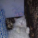 ���� ���, �������, 68 ��� - ��������� 31 ������ 2014 � ������ ���� ����������