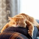 :))) �� ������� ���� ����������