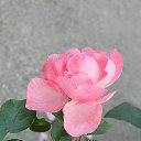 ���� �������!!!����������, ����-���, 68 ��� - ��������� 15 ������� 2014 � ������ ������ ��������