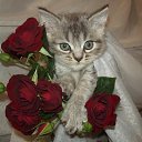 ��������� � mir-animashki.ru http://vk.com/app2649002 �� ������� �������