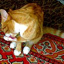 ������-����� �������� �� ������� ���� ����������