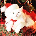 ���� �������, �����-���������, 41 ��� - ��������� 5 ������ 2014 � ������ ���� ����������