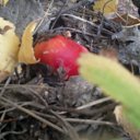 ���� �������, �����������, 32 ���� - ��������� 31 ������� 2013 � ������ ���� ����������