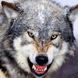 ������, ���������, 40 ���