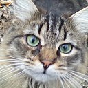 ���� �������, ����, 46 ��� - ��������� 11 ������� 2013 � ������ ���� ����������