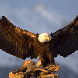 �����, ������, 43 ����