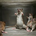 ���� .Iulia, ������� - ��������� 9 �������� 2013 � ������ ���������