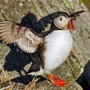  Puffin, , 44  -  24  2014