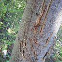  Petr, -, 52  -  9  2013    