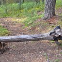 ���� Svann, ���������, 71 ��� - ��������� 18 �������� 2013 � ������ �������� �����