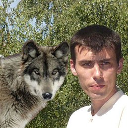 Wolf, �������, 42 ����