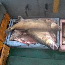 ���� ������, ����������, 35 ��� - ��������� 10 ������ 2013 � ������ ���� ����������
